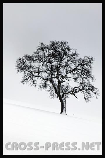 2008-01-06_12.57.43_01.jpg - Winterlicher Mostbirnbaum im Nebel.