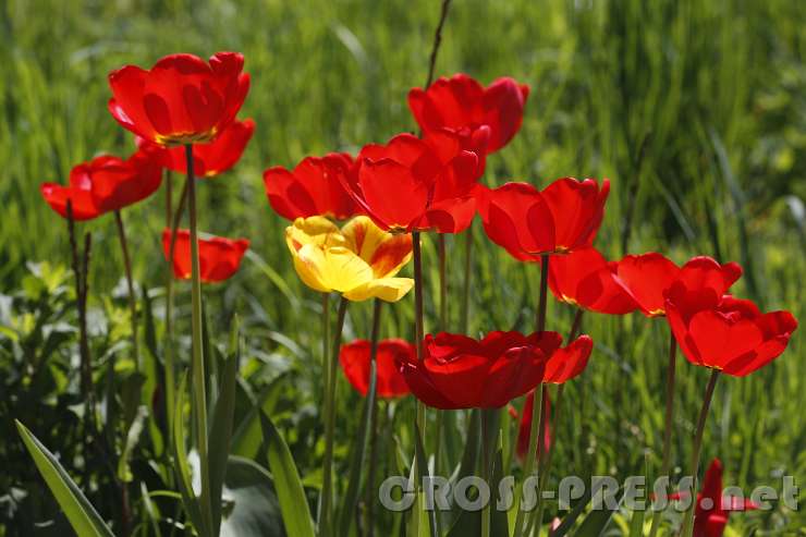2016.04.16_12.15.56.JPG - Diese Tulpen sind hier, weil sich Altabt Berthold das Foto gewünscht hat.  :)