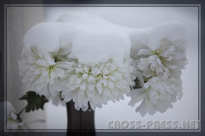 2009.02.19_09.02.36_a.JPG - Chrysanthemen mit Schneehaube.