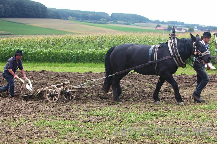2010.09.19_15.17.37.jpg - Pflgen wie die Vorfahren: harte Arbeit, weniger Ertrag.  Aber dafr bleiben Acker, Bauern und nicht zuletzt die Konsumenten g'sund, wie es die "Amish" beweisen.